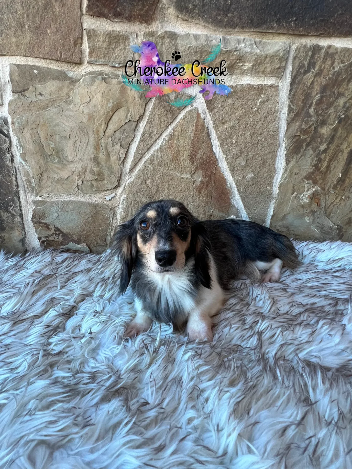 Cherokee Creek’s Blossom & Blue Miniature Dachshund Dam