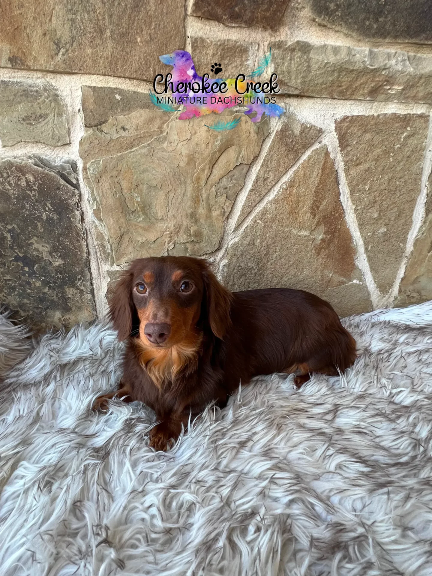 Cherokee Creek’s Coco Chanel Miniature Dachshund Dam