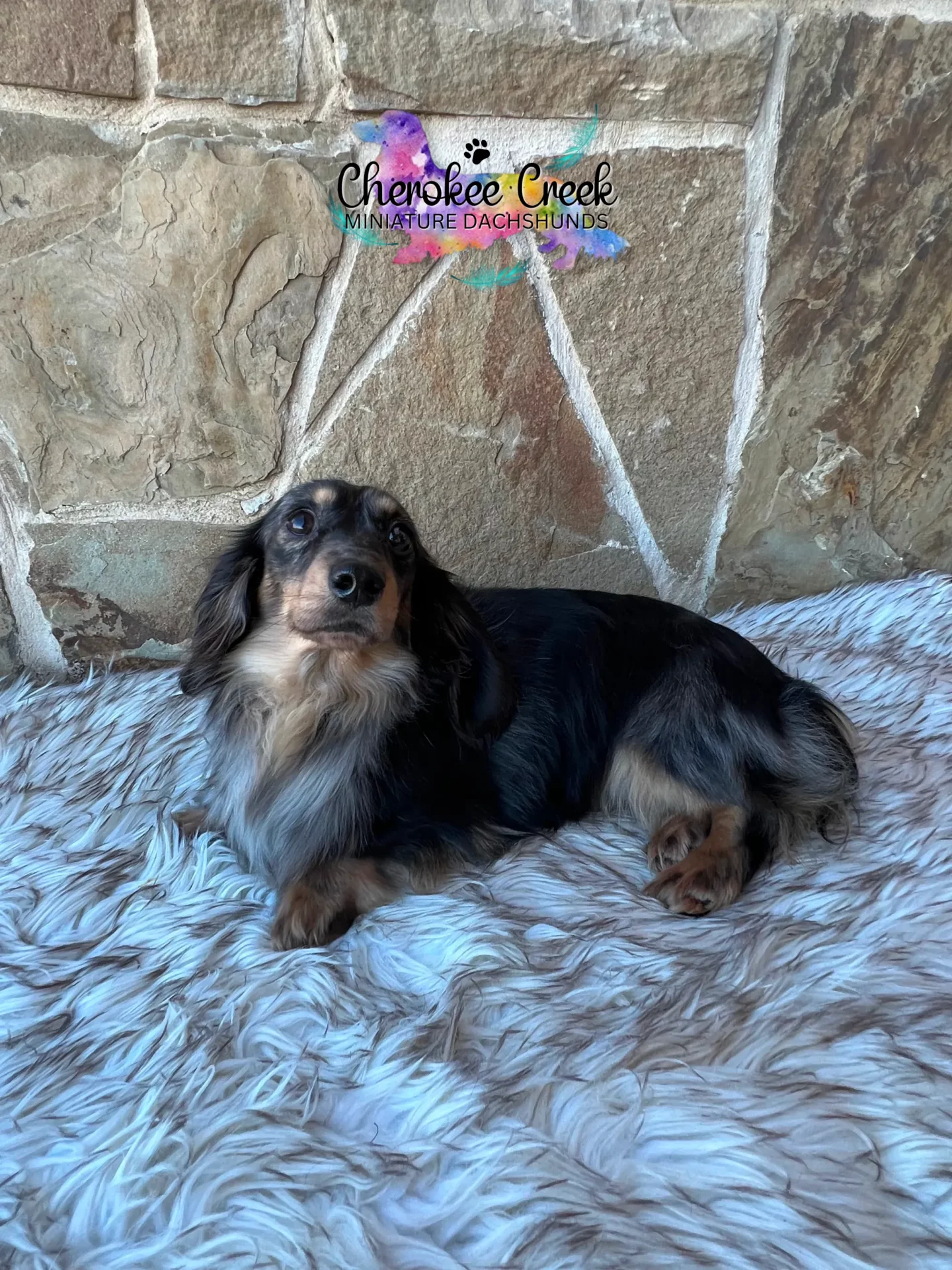 Cherokee Creek’s Lady Buttercup Miniature Dachshund Dam