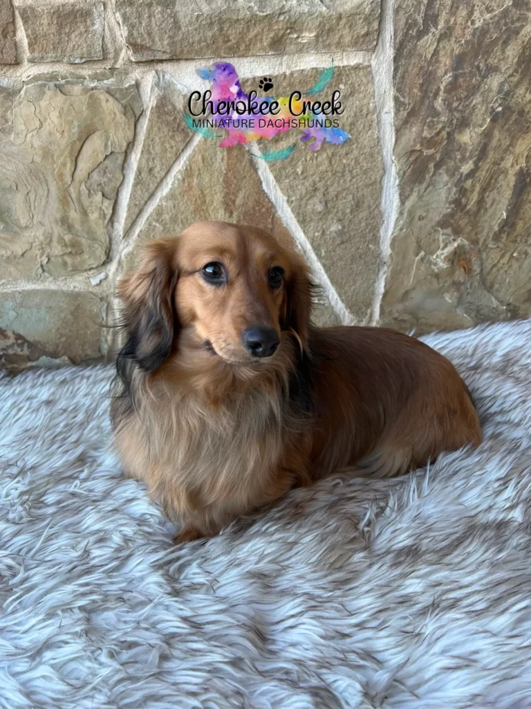 Cherokee Creek’s Lord Samson Miniature Dachshund Sire