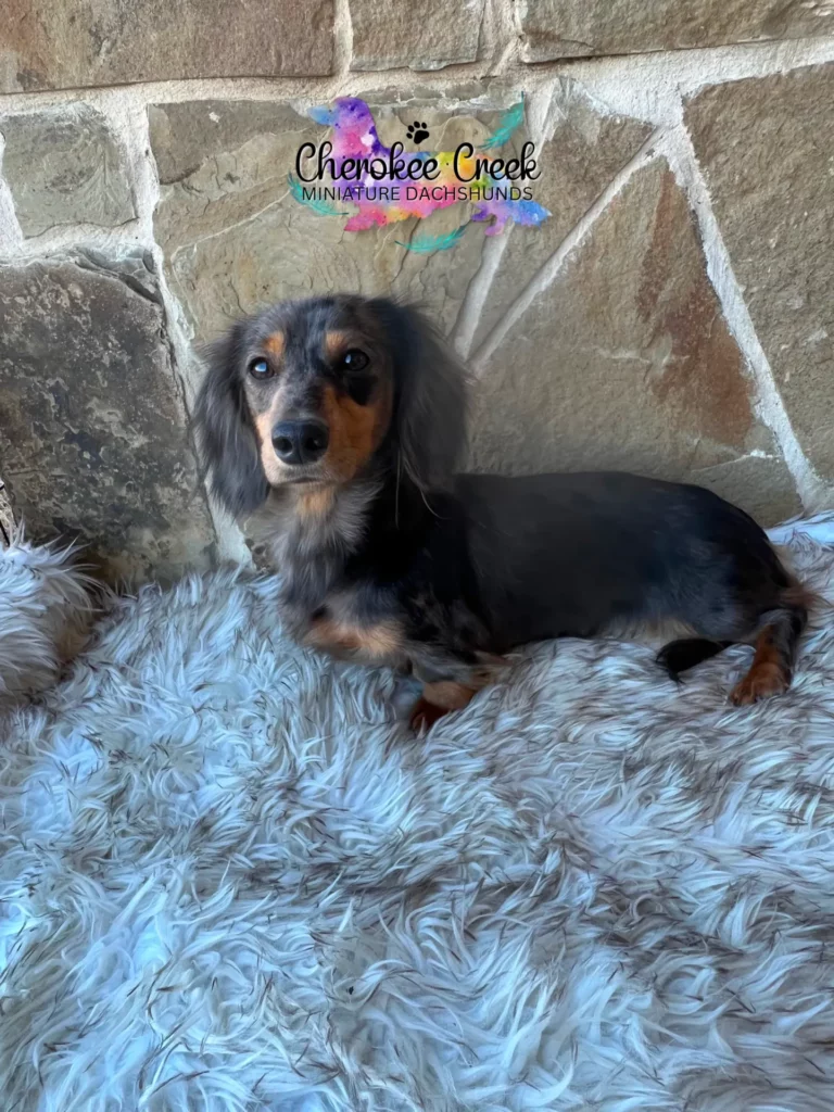 MeldoxDelilah of Cherokee Creek Miniature Dachshund Dam