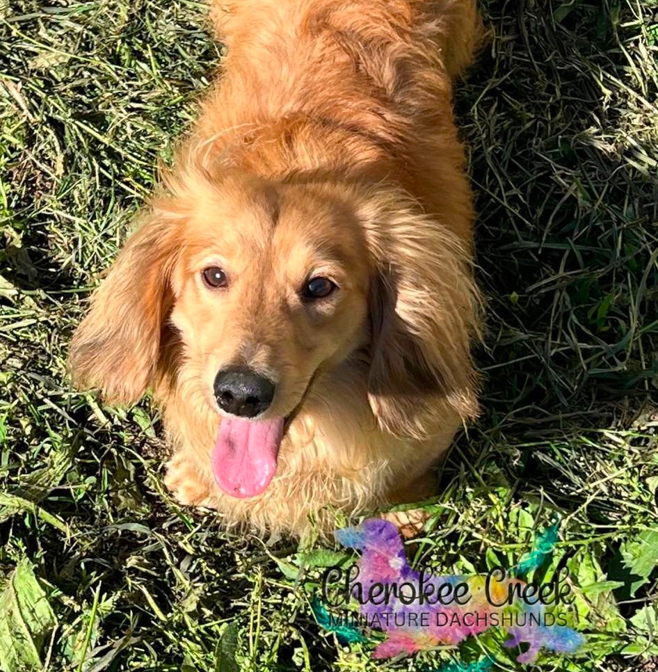 Cherokee Creek’s Dusty Miniature Dachshund Sire