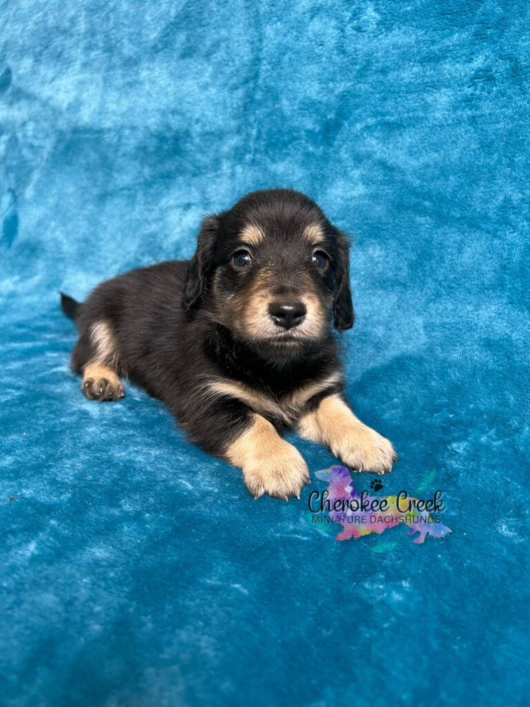 Jett Mini Dachshund Puppy for Sale