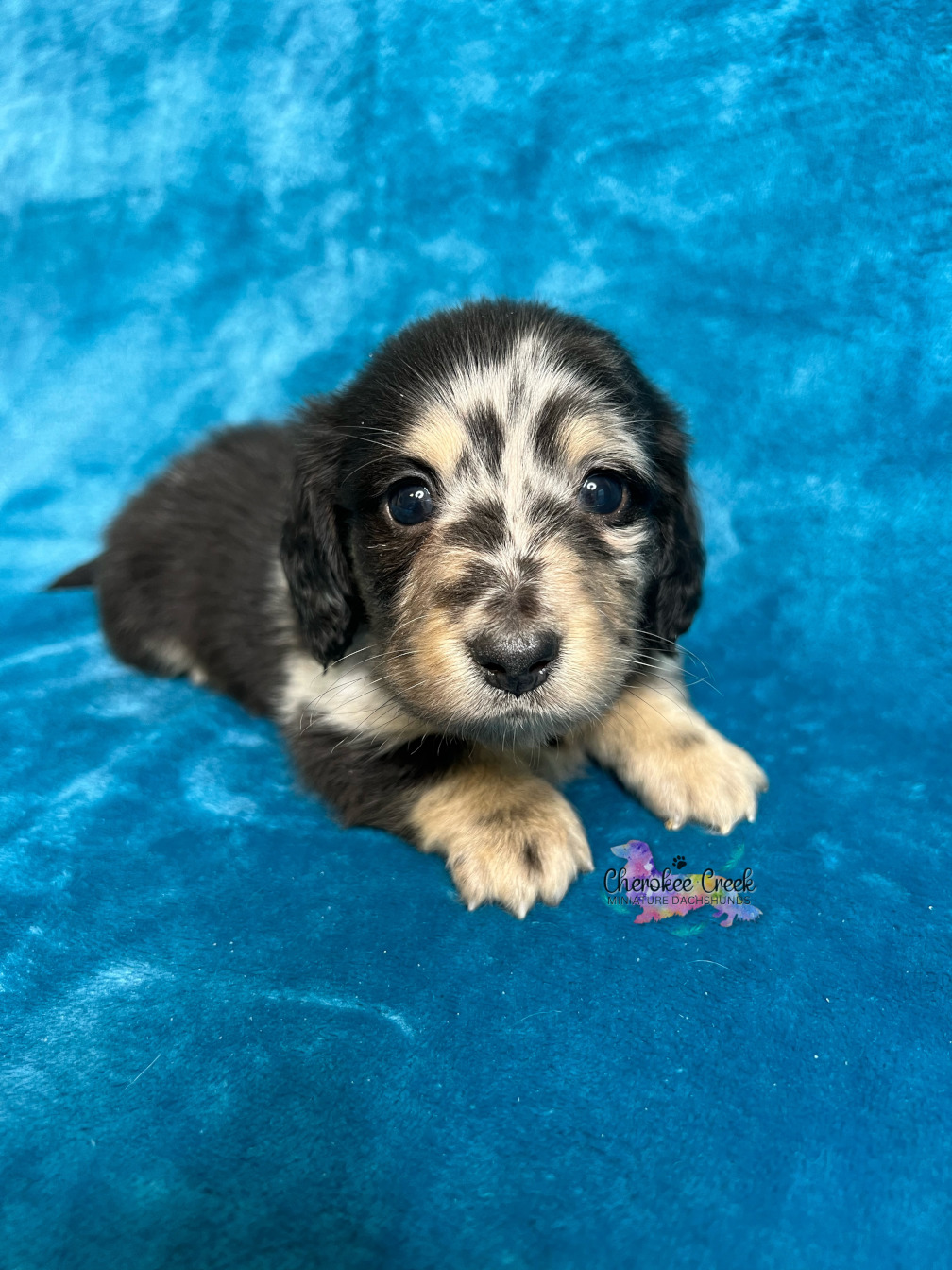 laramie-s-beautiful-mini-dachshund-puppies-cherokee-creek-miniature