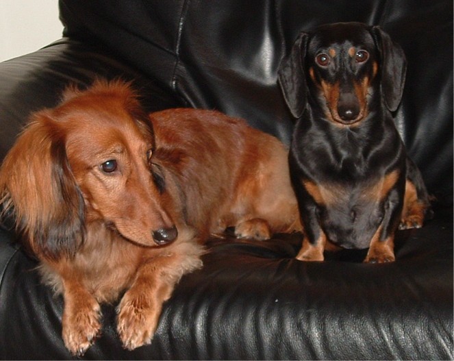 Miniature dachshunds - male vs female