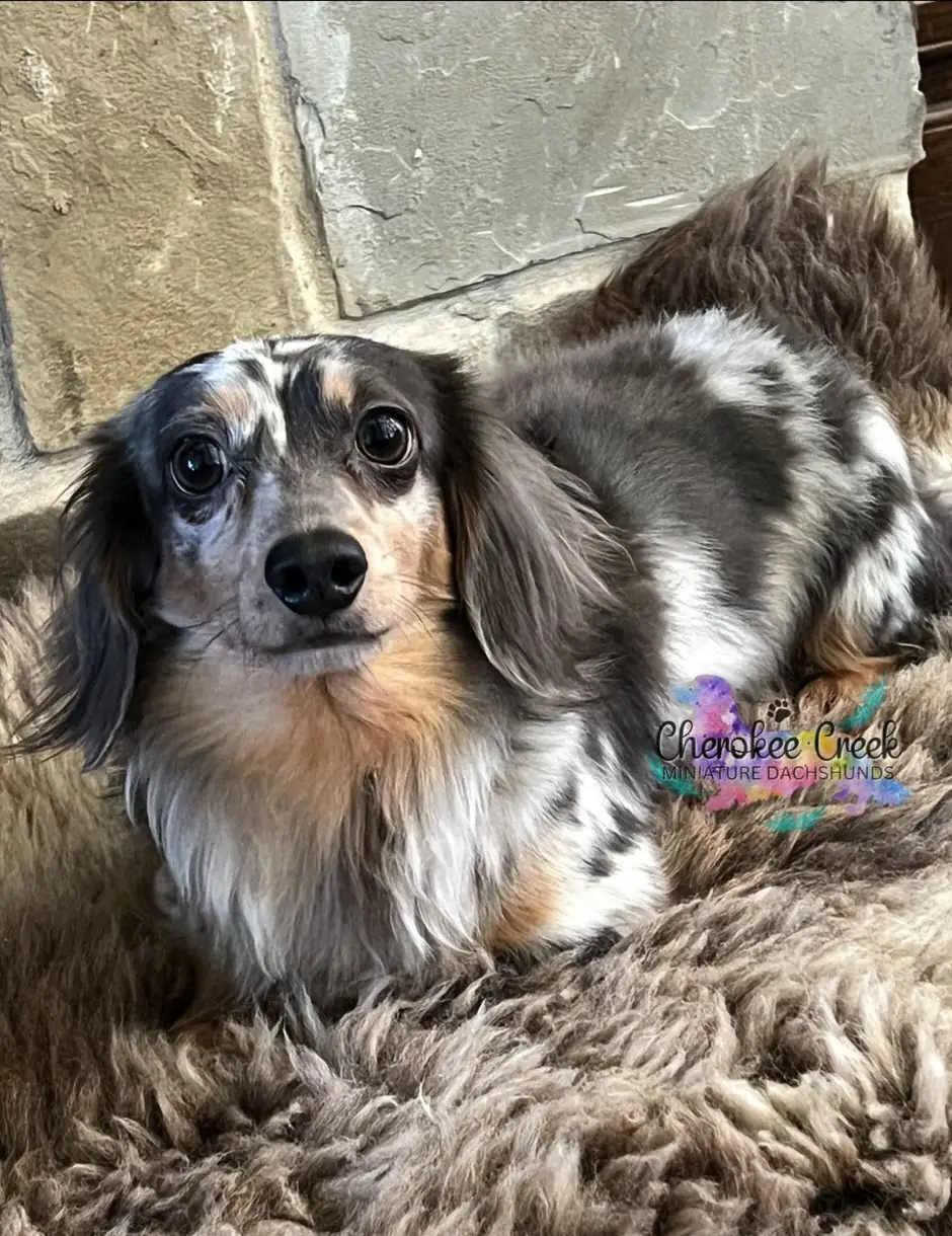 Mini dachshund adult