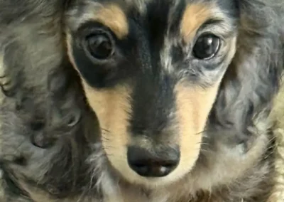 tuff black cream dapple boy mini dachshund puppy for sale