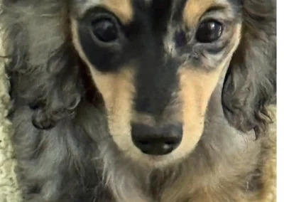 tuff black cream dapple boy mini dachshund puppy for sale