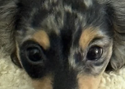 tuff black cream dapple boy mini dachshund puppy for sale