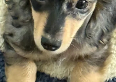 tuff black cream dapple boy mini dachshund puppy for sale