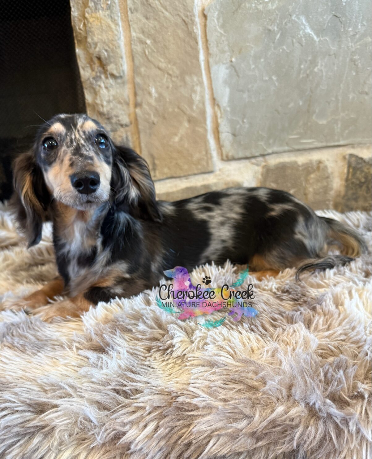 Cherokee Creek’s Blossom & Blue Miniature Dachshund Dam