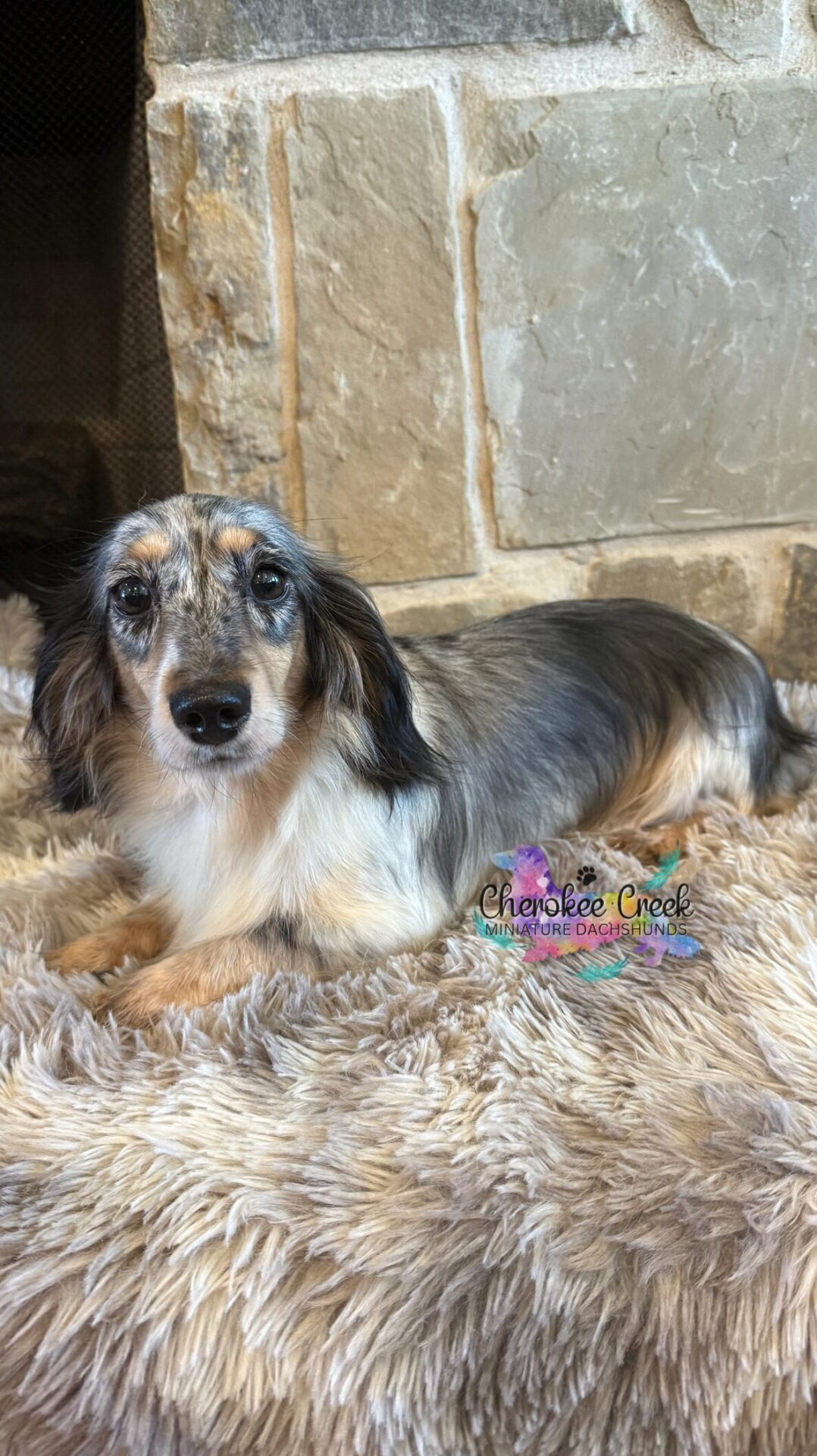 Cherokee Creek’s Blossom & Blue Miniature Dachshund Dam