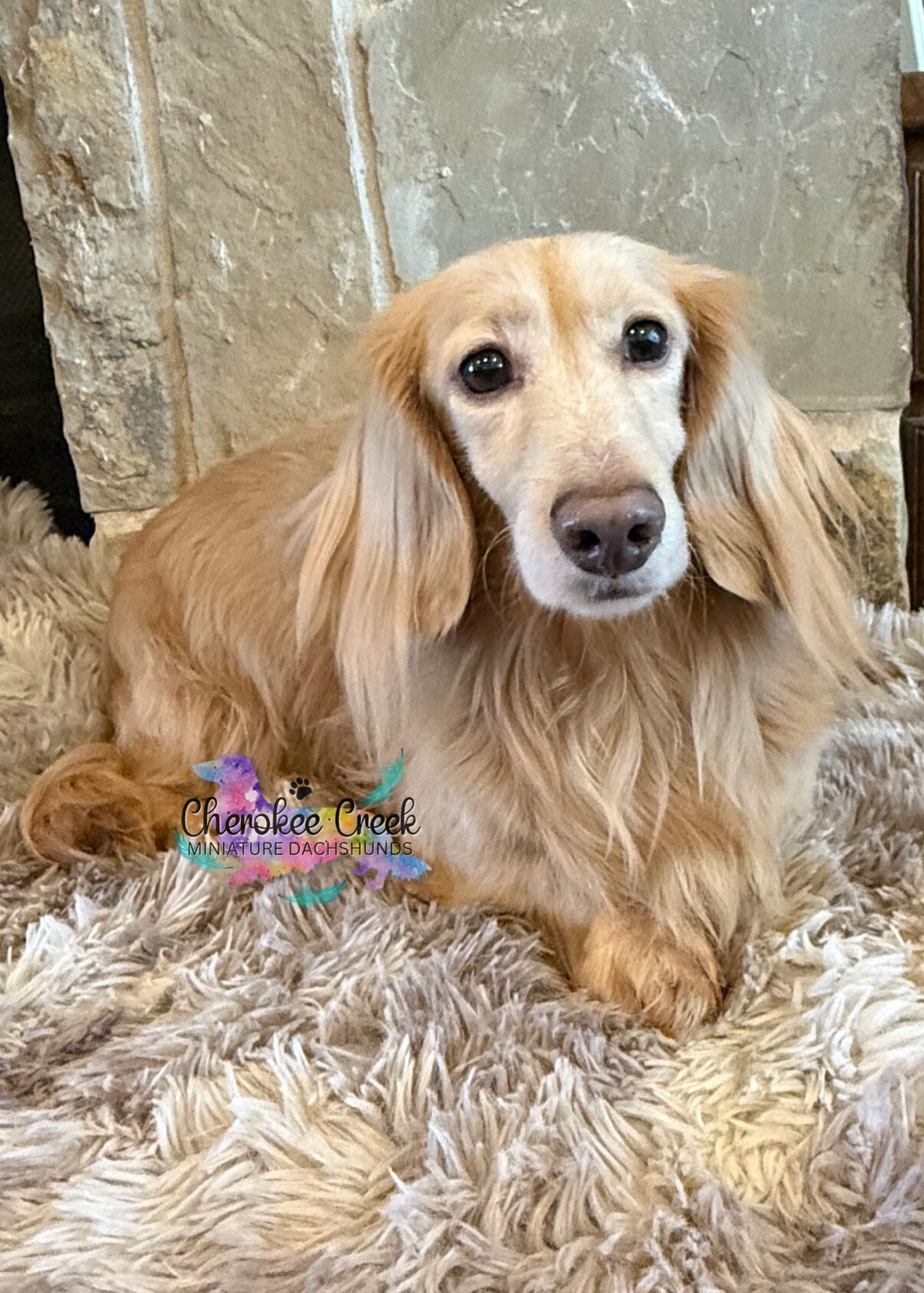 Swithenbank Sir Toby of Cherokee Creek Miniature Dachshund Sire