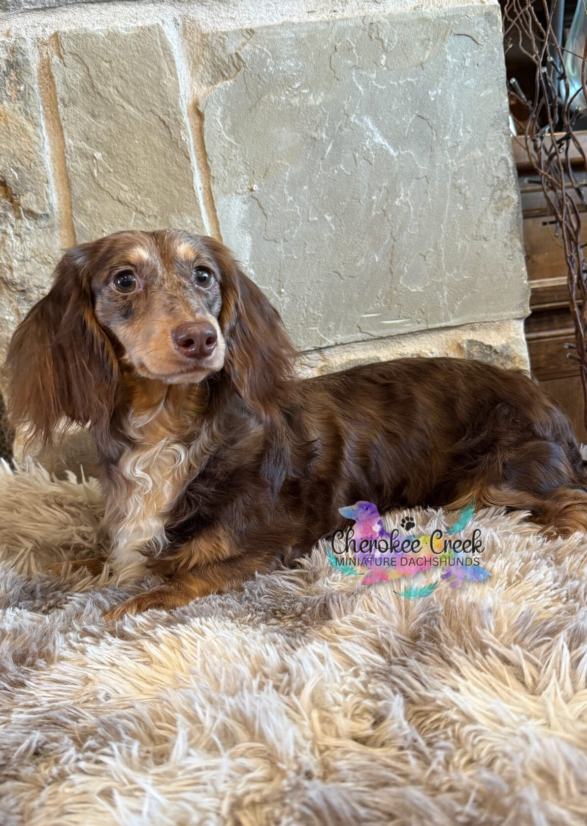 Cherokee Creek’s Blossom & Blue Miniature Dachshund Dam