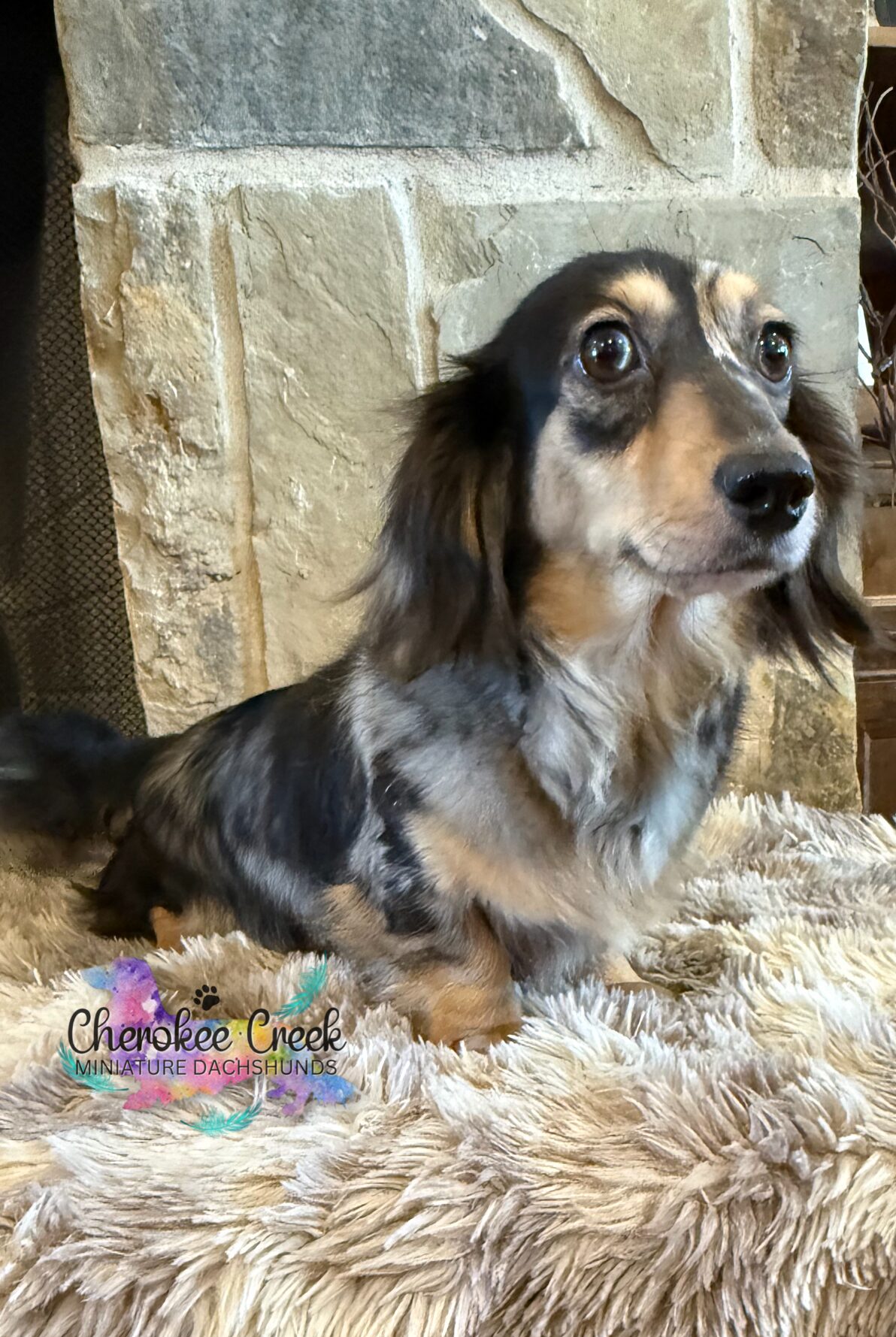 Cherokee Creek’s Blossom & Blue Miniature Dachshund Dam