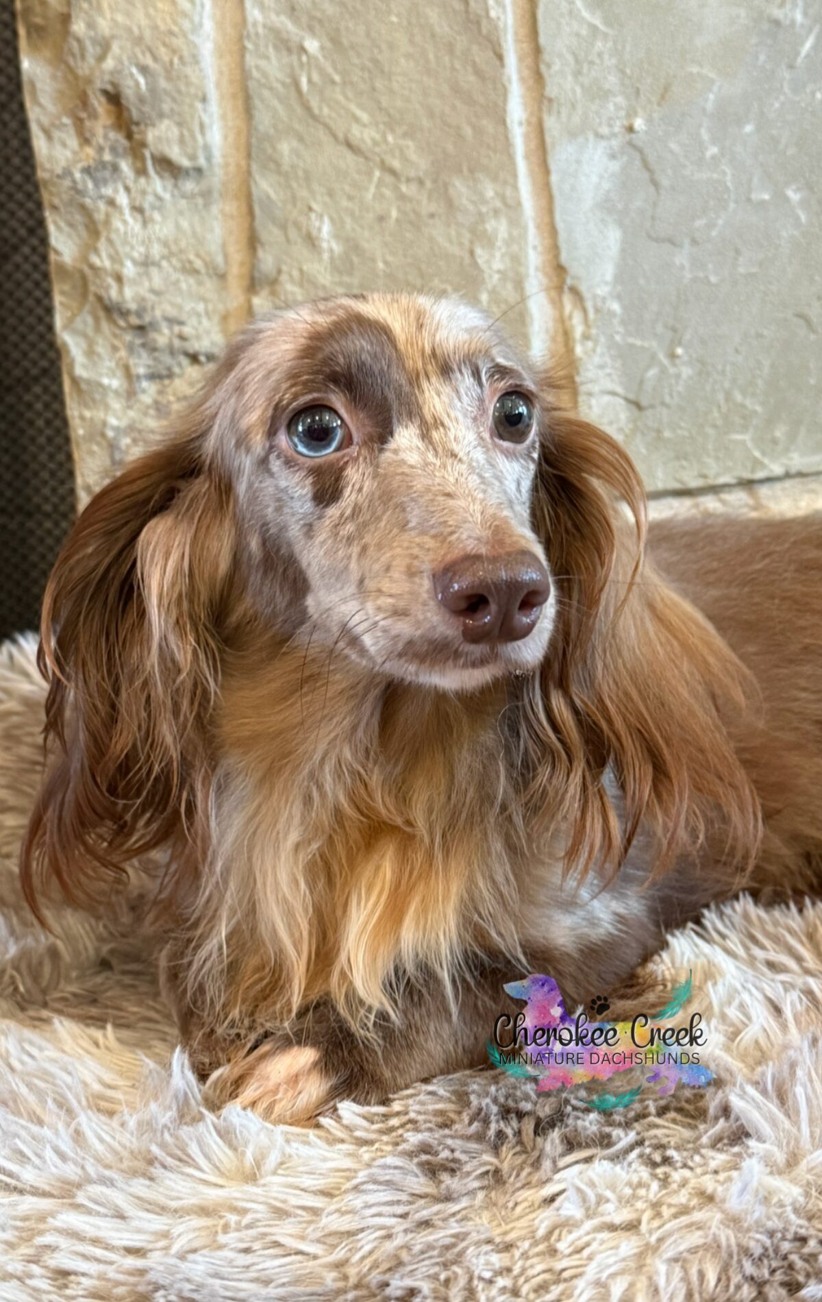 Swithenbank Sir Toby of Cherokee Creek Miniature Dachshund Sire