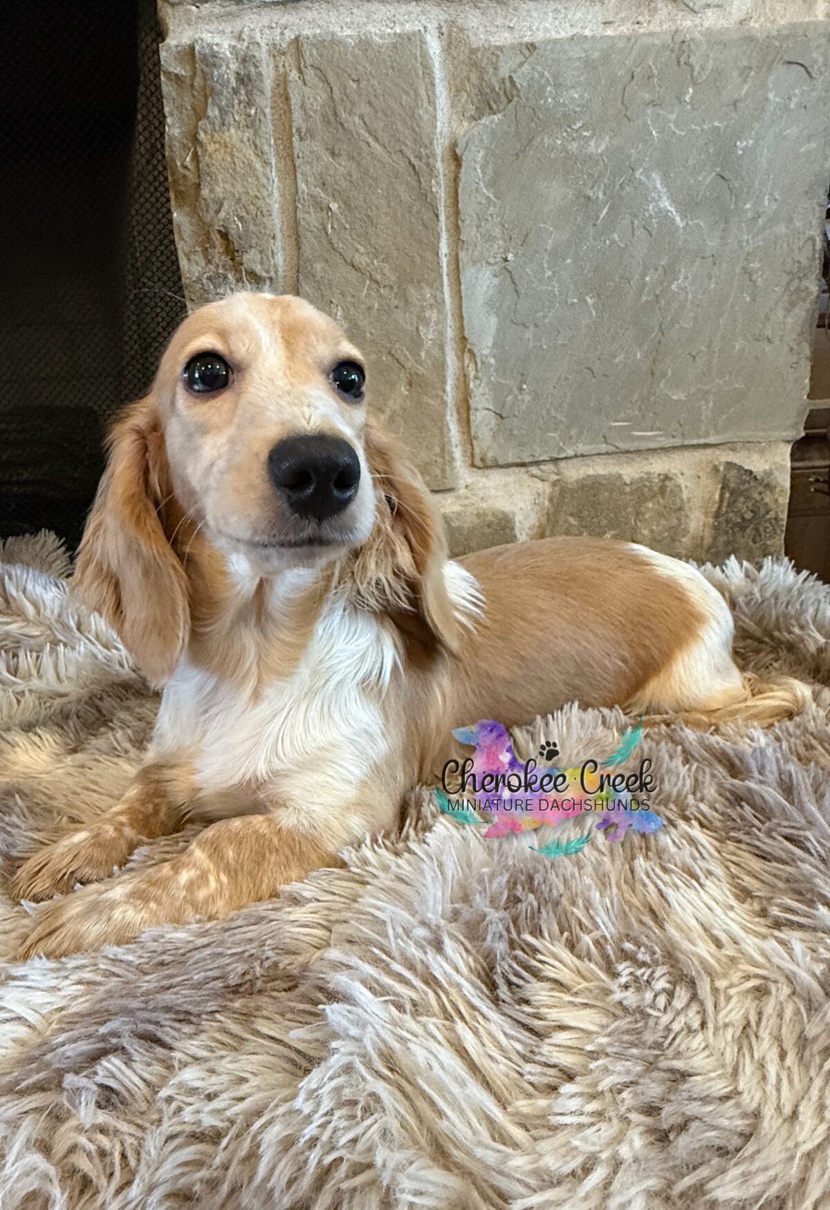 Cherokee Creek’s Blossom & Blue Miniature Dachshund Dam