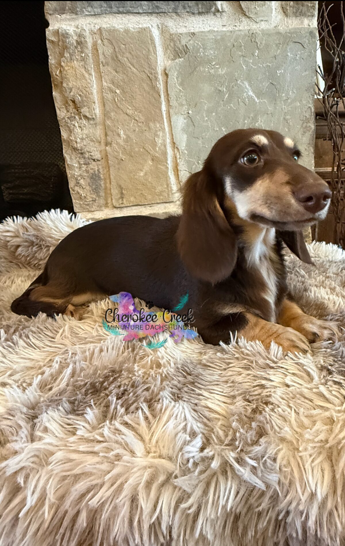 Swithenbank Sir Toby of Cherokee Creek Miniature Dachshund Sire