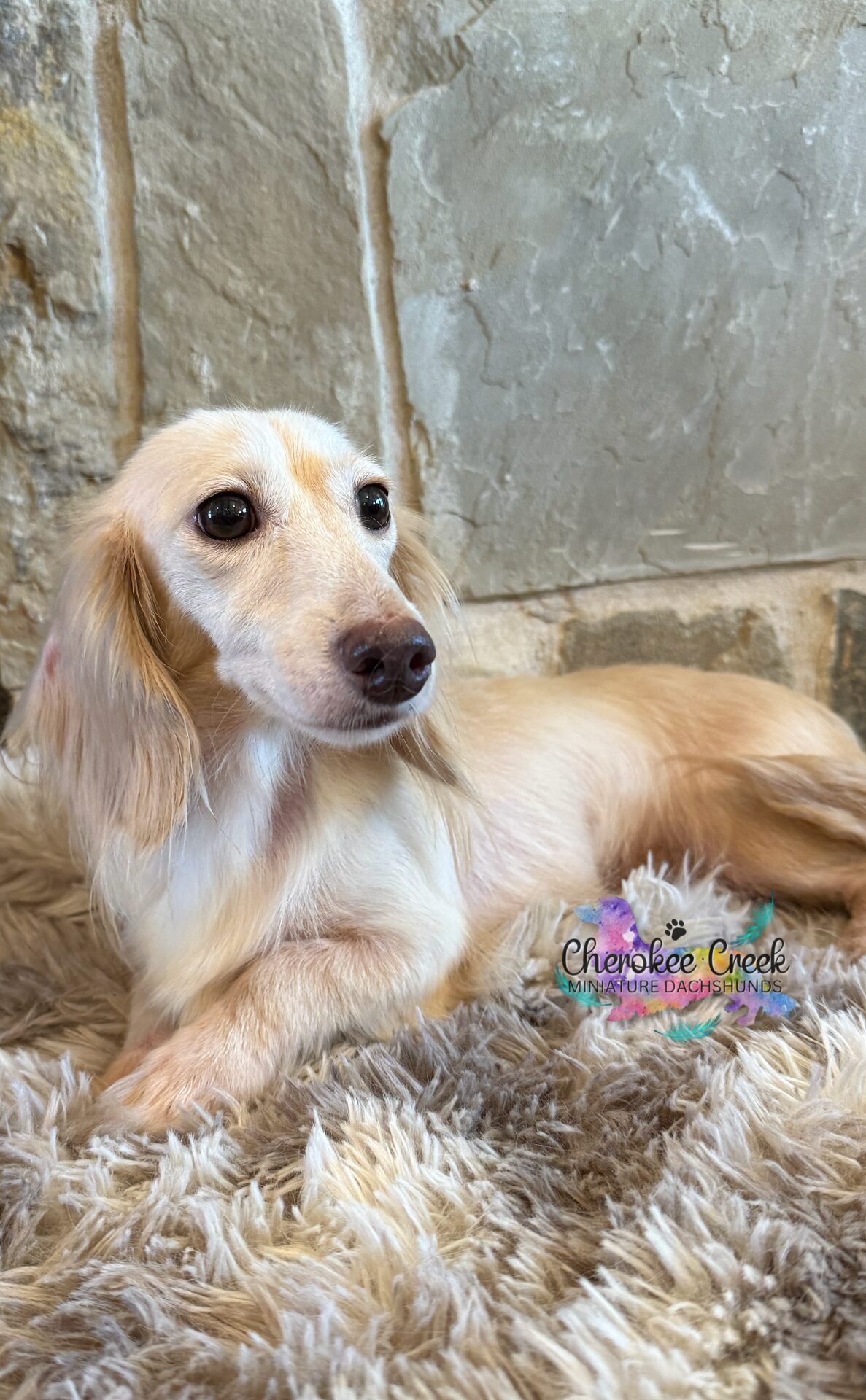 Cherokee Creek’s Blossom & Blue Miniature Dachshund Dam