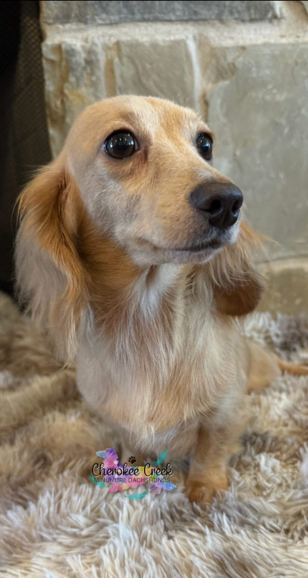 Cherokee Creek’s Blossom & Blue Miniature Dachshund Dam