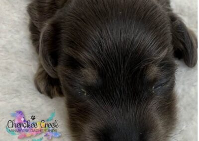 Chachi mini dachshund blue tan male puppy for sale