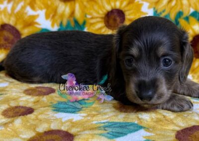 Chachi mini dachshund blue tan male puppy for sale