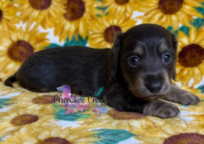 Chachi mini dachshund blue tan male puppy for sale