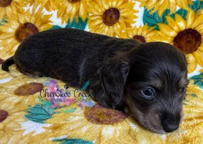 Chachi mini dachshund blue tan male puppy for sale