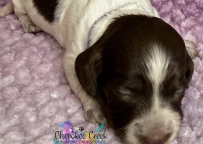 Dalia mini dachshund chocolate piebald female puppy for sale