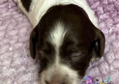 Dalia mini dachshund chocolate piebald female puppy for sale