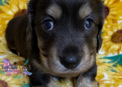 Fonzie mini dachshund black tan dapple male puppy for sale