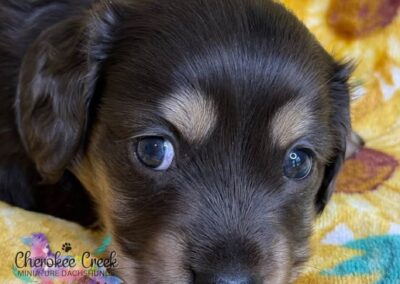 Fonzie mini dachshund black tan dapple male puppy for sale