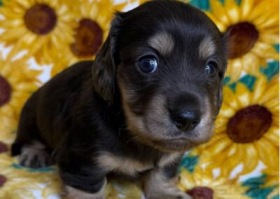 Fonzie mini dachshund black tan dapple male puppy for sale