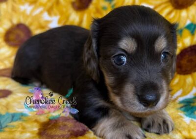 Fonzie mini dachshund black tan dapple male puppy for sale