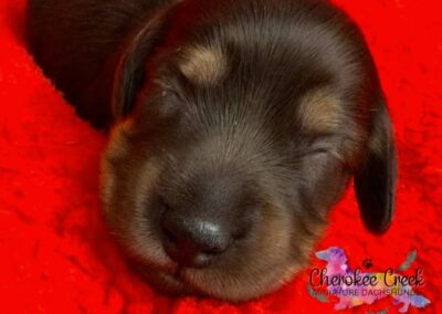 Fonzie mini dachshund black tan male puppy for sale