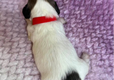 Freyja mini dachshund chocolate piebald female puppy for sale