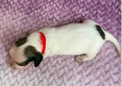 Freyja mini dachshund chocolate piebald female puppy for sale