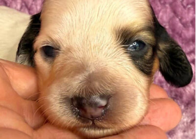 Freyja mini dachshund chocolate piebald female puppy for sale