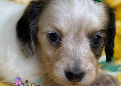 Freyja mini dachshund shaded cream piebald female puppy for sale