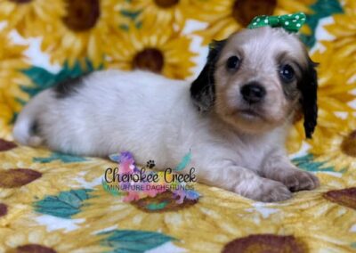 Freyja mini dachshund shaded cream piebald female puppy for sale