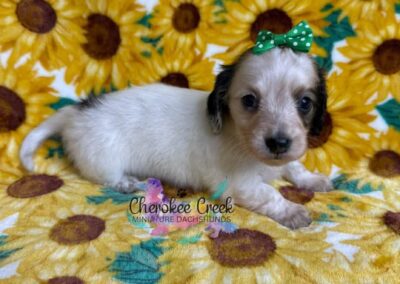 Freyja mini dachshund shaded cream piebald female puppy for sale