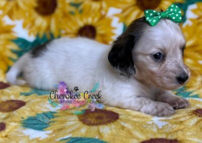 Freyja mini dachshund shaded cream piebald female puppy for sale
