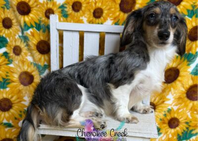 Thumbelina special need mini dachshund for sale