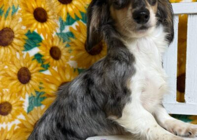 Thumbelina special need mini dachshund for sale