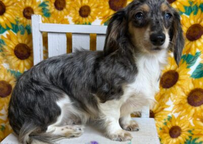 Thumbelina special need mini dachshund for sale