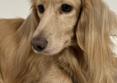Ice Blue Winter Black based dilute cream miniature dachshund sire for sale