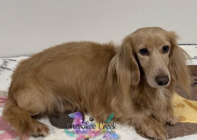 Ice Blue Winter Black based dilute cream miniature dachshund sire for sale