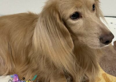 Ice Blue Winter Black based dilute cream miniature dachshund sire for sale