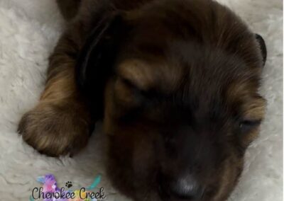 Joanie mini dachshund shaded cream female puppy for sale
