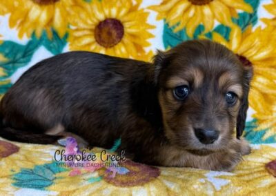 Joanie mini dachshund shaded cream female puppy for sale